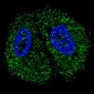 Pyruvate Kinase (PKM2) Antibody (C-term)